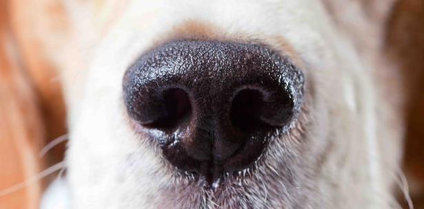 ATENCIÓN : Perros huelen el cáncer y con asombrosa precisión, según estudio