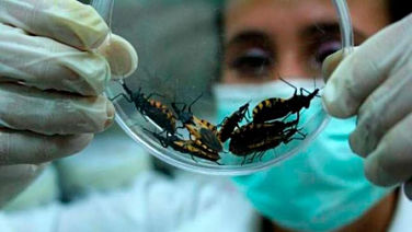 ATENCIÓN: ¿Qué es la enfermedad de Chagas, de la que hay posibles casos en el país?