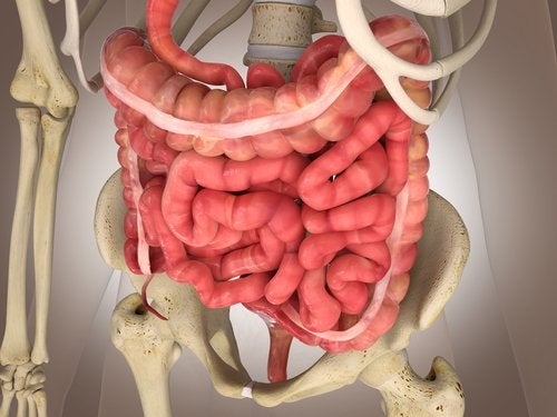 ALERTA: Infarto intestinal mesentérico: exámenes y tratamientos