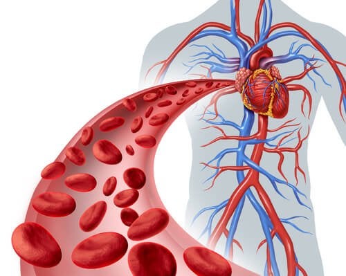 ATENCIÓN: ¿Cuál es la diferencia entre sangre venosa y sangre arterial?