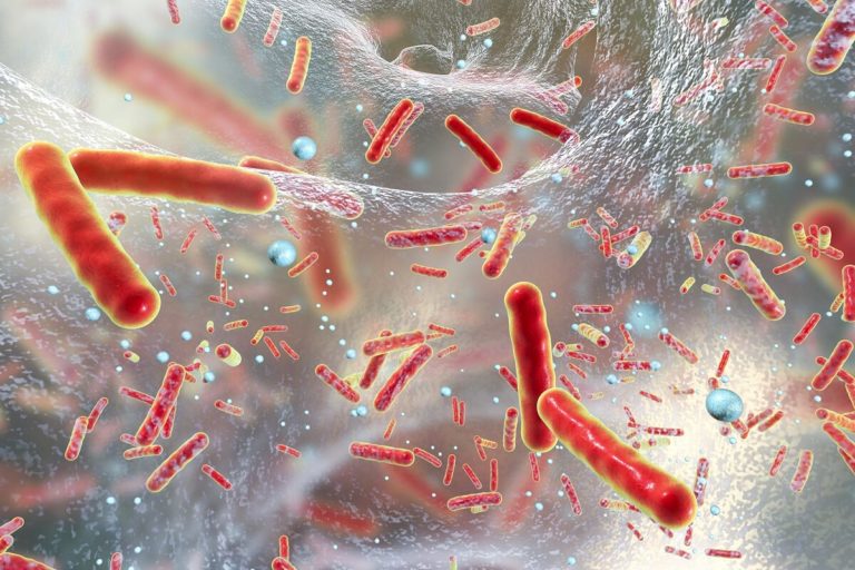 BACTERIA