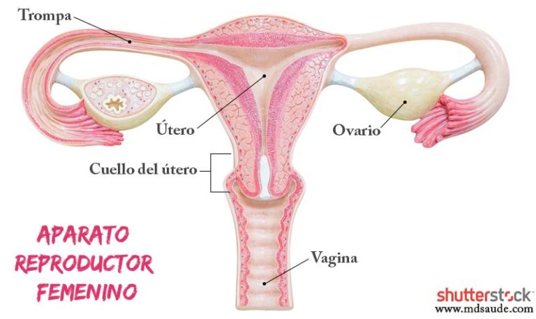 ATENCIÓN: Tipos de flujo vaginal, ¿cuáles son?