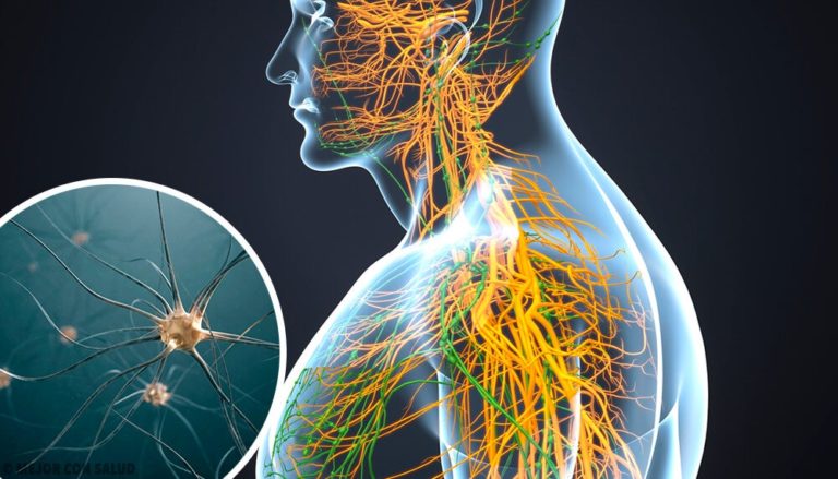 Partes del cerebro y sus funciones