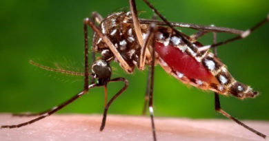El país confirma 53 fallecimientos por dengue hasta mediados de diciembre