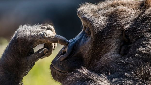 Gorila tocándose la nariz.