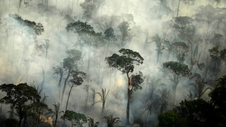 "El mayor repositorio de coronavirus del mundo": advierten que la próxima pandemia podría originarse en la Amazonía