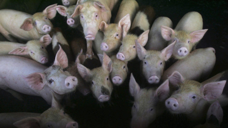 ALERTA MUNDIAL: Nueva cepa de gripe porcina con el potencial de convertirse en pandemia, descubierta en China