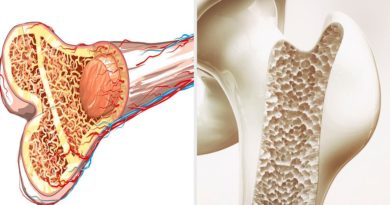 Osteogénesis: la formación de los huesos