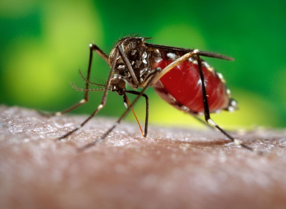 País registra 3,292 casos dengue y 18 muertes leptospirosis