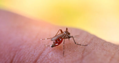 ¿Es el dengue contagioso? ¿Cómo se transmite?