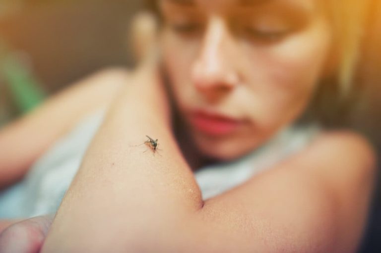 MOSQUITO