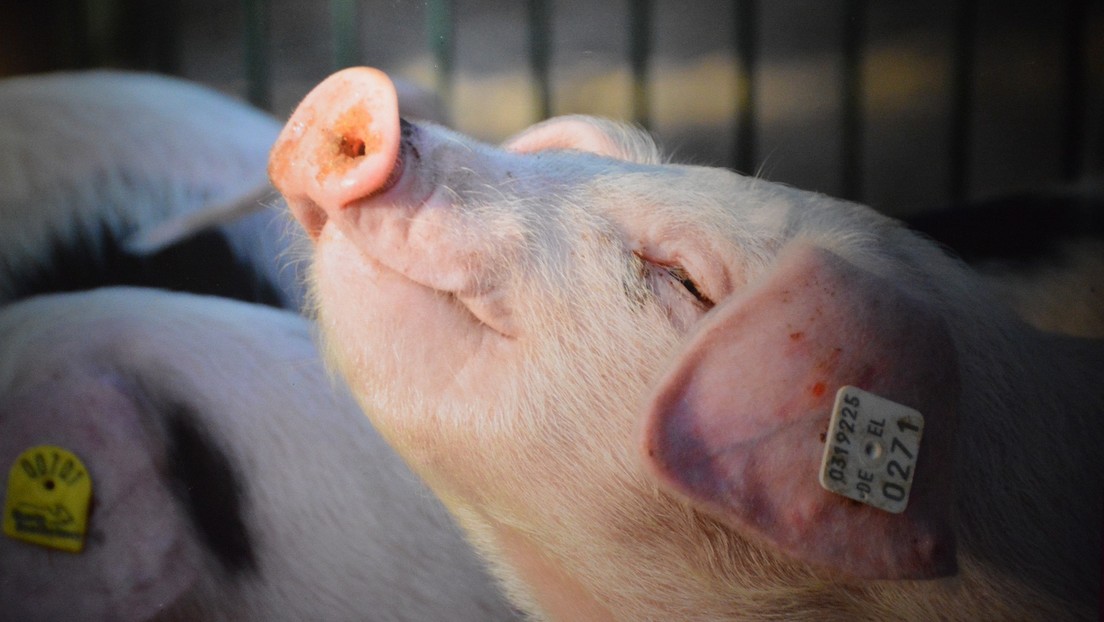 ALERTA:Alemania confirma la presencia de peste porcina africana en su territorio
