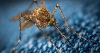 "Amenaza en curso": detectan en Michigan el primer caso sospechoso de infección humana por un virus mortal transmitido por mosquitos