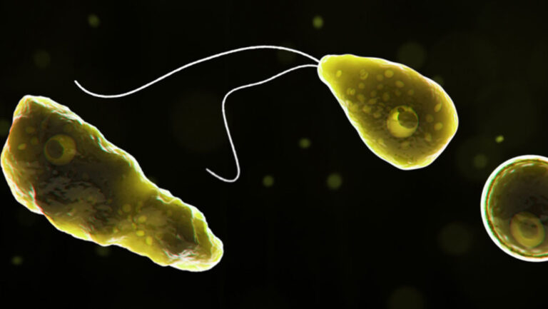 Alertan sobre una ameba 'comecerebros' en el suministro de agua de ocho ciudades de Texas y un ayuntamiento declara zona de desastre.