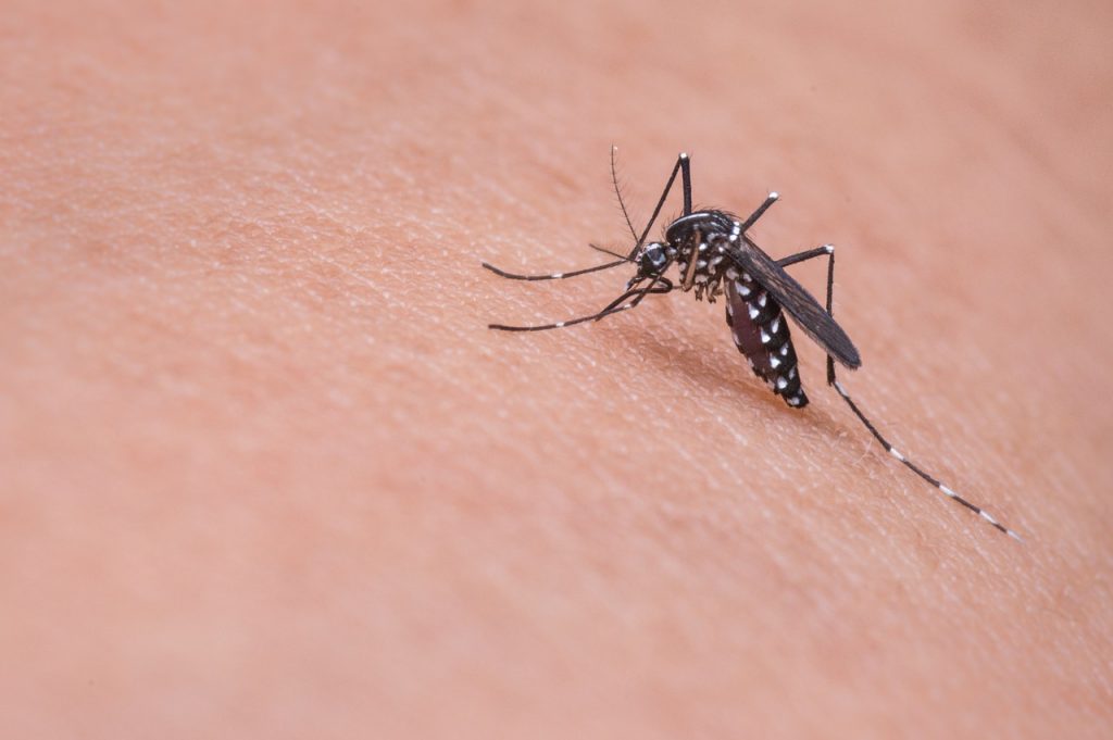 Dengue ha matado este año 29 personas en República Dominicana