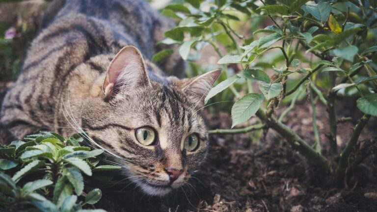 ALERTA: Mujer muere por rabia tras ser mordida por su gato en Colombia y declaran la alerta roja en varios municipios del país