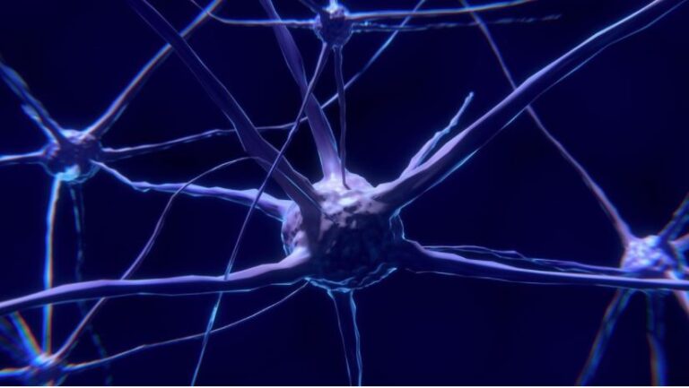 Científicos confirman que los hombres tienen el cerebro más "variable"