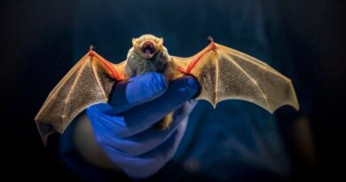El biólogo que ayudó a rastrear el SARS hasta los murciélagos, ahora busca el origen del COVID-19