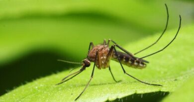 Principales enfermedades transmitidas por mosquitos