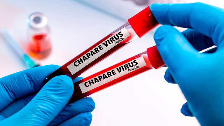 ALERTA:Virus Chapare en ascenso, ¿de qué se trata su naturaleza similar al ébola y al SARS-CoV-2?