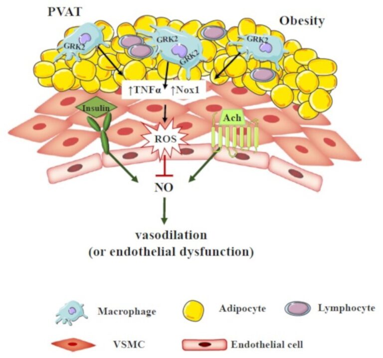 Descubren mecanismo para prevenir el daño vascular inducido por la