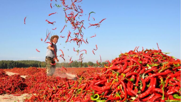 Estudio sugiere que comer chiles podría alargar la vida