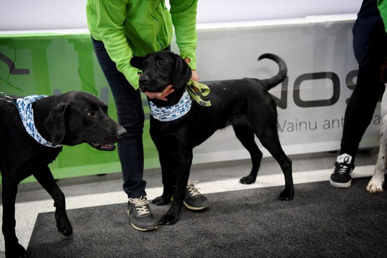 Francia comenzó a utilizar perros para detectar el coronavirus a través de la transpiración humana