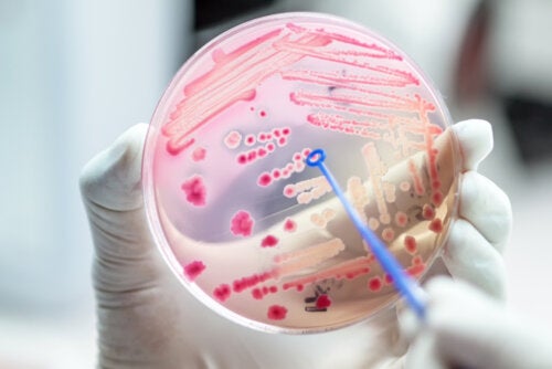 Bacterias resistentes a antibióticos que preocupan a la salud pública