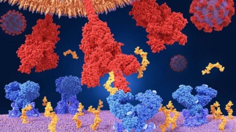 Coronavirus: cuál es la diferencia entre mutaciones, variantes y una