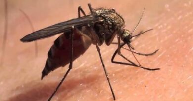 Especialista afirma mosquito registrado en Jarabacoa no representa una amenaza de salud pública