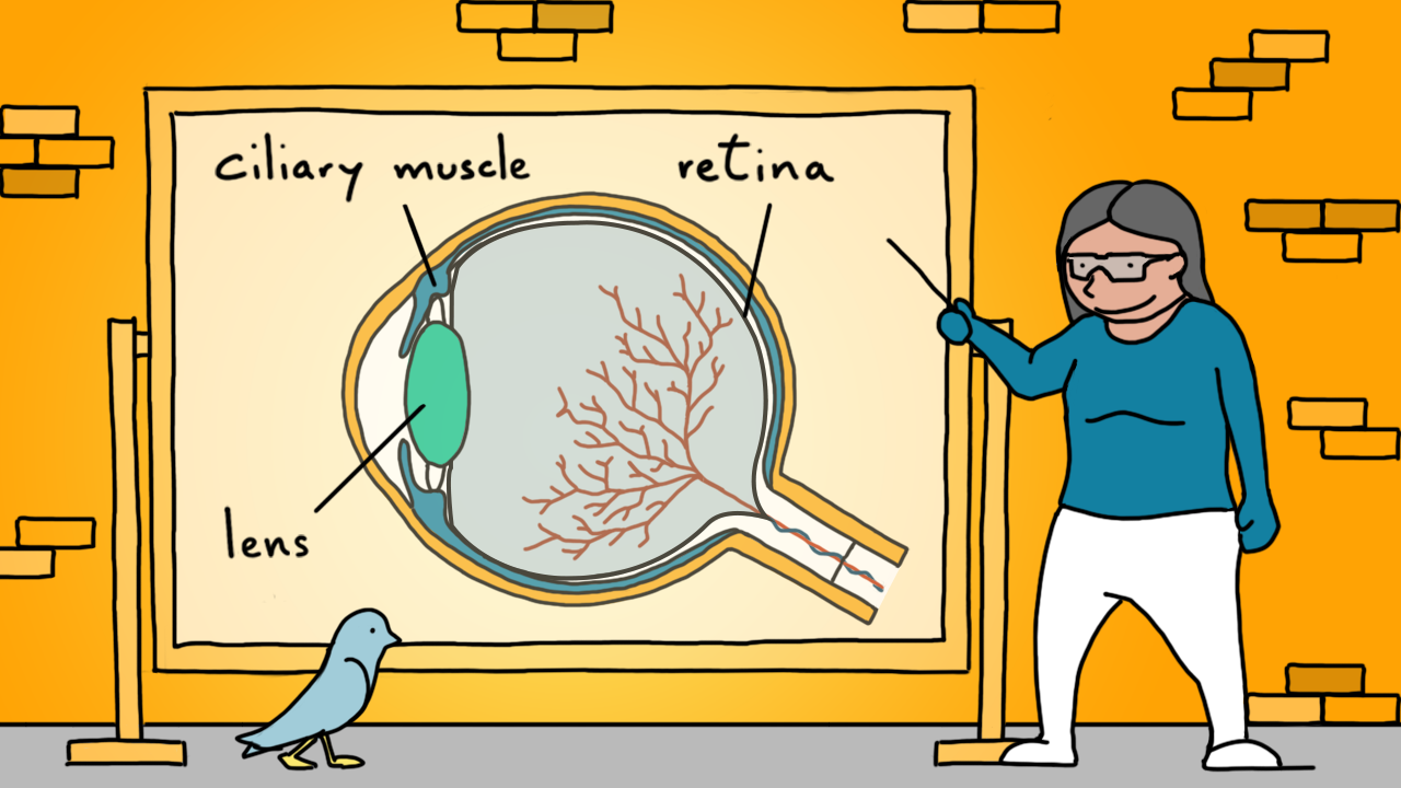 Ilustración de la estructura del ojo.