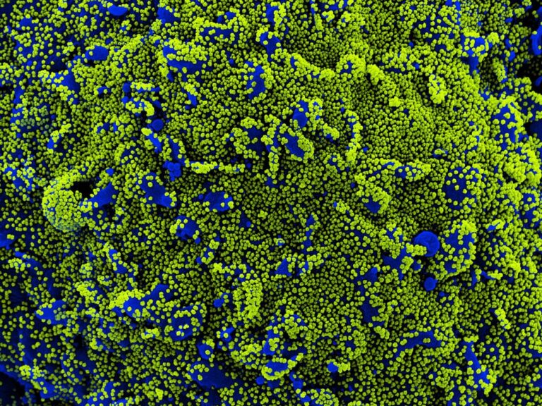 Cómo es la nueva clasificación de las variantes del coronavirus