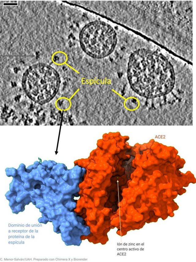 Imagen de partículas viralesen las que se observa la espícula y cómo encaja en la proteína receptora.
