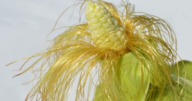 ¿Qué es y cuáles son los beneficios de la barba de maíz?