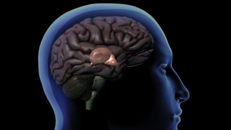 Cómo funciona la glándula pineal, el enigmático órgano que regula