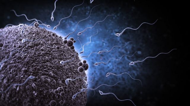 Ilustración de espermatozoides y óvulo