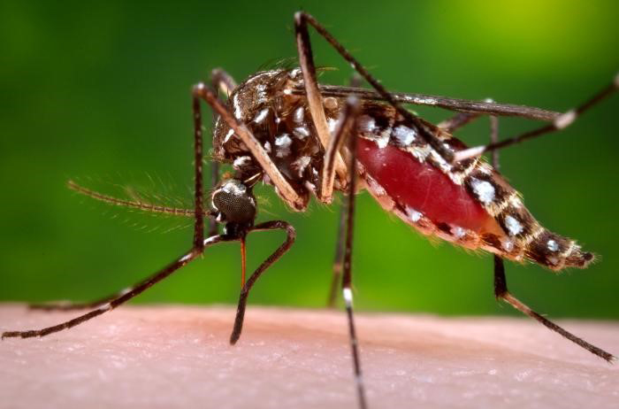 Cinco muertes por dengue; 359 casos