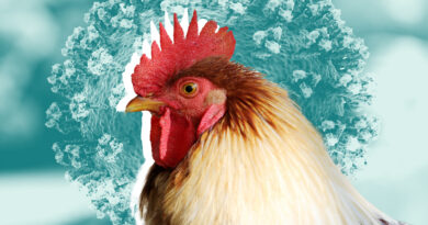 ALERTA MUNDIAL :China informa del primer caso humano conocido de gripe aviar H10N3