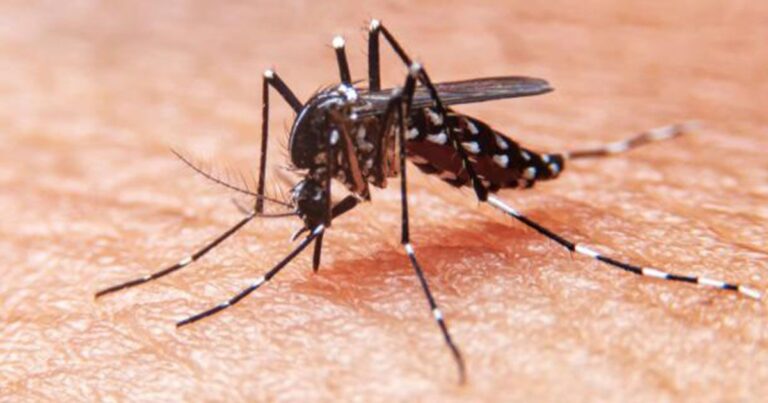 Día Internacional contra el Dengue