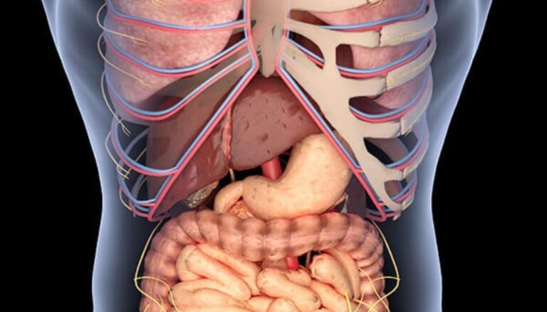 Descubren rol fundamental del colesterol en desarrollo del carcinoma hepatocelular