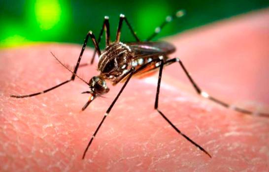 El dengue mata 14 personas en menos de un mes, indica el último boletín epidemiológico
