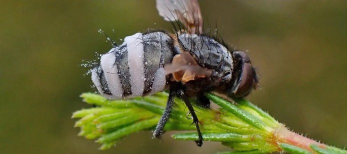 Un espeluznante hongo convierte a las moscas en ninfómanas necrófilas