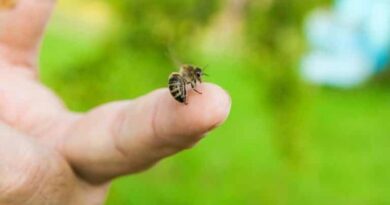 Aceites esenciales para calmar las picaduras de abejas