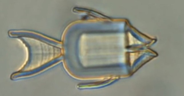 Crean microrobots pez para suministrar quimioterapia