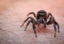 Mordedura de araña: primeros auxilios y cuándo ver al médico
