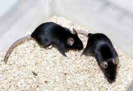 ¿Los ratones podrían explicar el origen de la variante Ómicron?