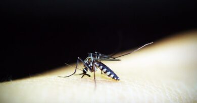 Día Mundial de la Malaria: Así está el país