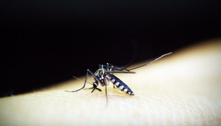 Día Mundial de la Malaria: Así está el país