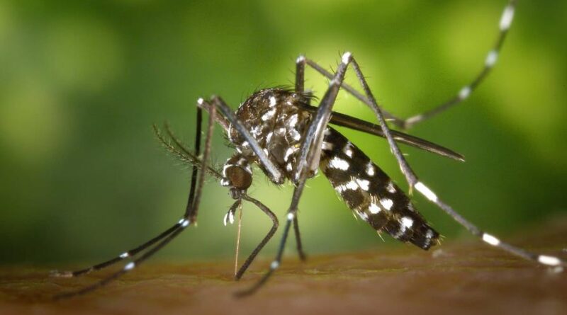 Epidemiología advierte casos de dengue tienden a subir en la segunda mitad del año