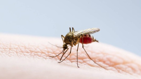 RD se encuentra en estado de alerta debido al dengue